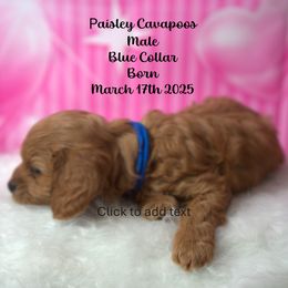 Cavapoo Puppies from Paisley Cavapoos