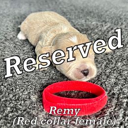 Remy - Cream Maltipoo puppy in Gastonia, North Carolina from Little Toy Poodles