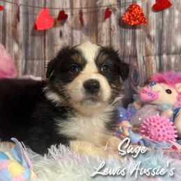 Australian Shepherd and Pembroke Welsh Corgi Puppies from Lewis Aussie’s & Corgi’s
