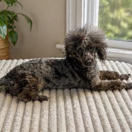 Nuri - Poodle