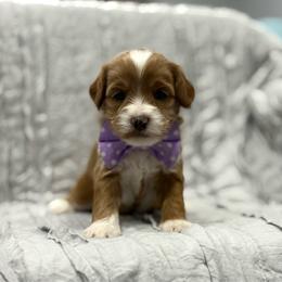 6 - Red female Australian Labradoodle puppy in Calhoun, Louisiana from Arrowhead Australian Labradoodles
