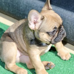 French Bulldog Puppies from Camp Fine Frenchies