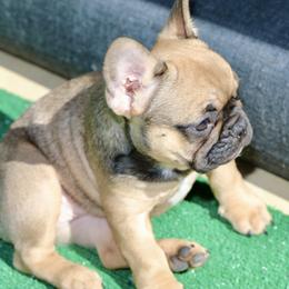 French Bulldog Puppies from Camp Fine Frenchies