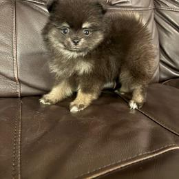 Star - Black female Pomeranian puppy in Texas from Tiny Tornado Poms