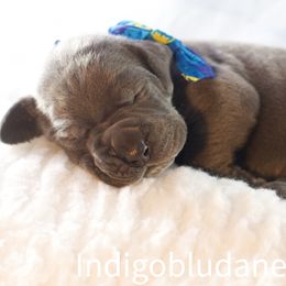 Mr. Blue - Great Dane puppy from Indigo Blu Danes