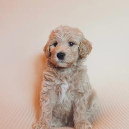 Beau - Cream male Goldendoodle puppy in Georgia from Mother of Golden Doodles