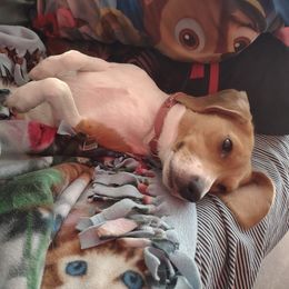 Beagles from Kylene's Beagles