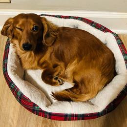 Jr - Dachshund