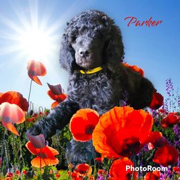 Poodle Puppies from Hickory Hills Poodles