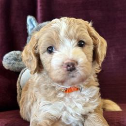 Onyx - Apricot male Goldendoodle puppy in Morriston, Florida from Florida's Joyful Goldendoodles