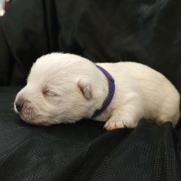 Poppy- Purple - White female West Highland White Terrier puppy in Toronto, Ohio from Shekinah’s Mi-Kis & Cricket Hill’s Westies