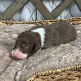 Boy 1 - Red tri-color male Australian Shepherd puppy in Volant, Pennsylvania from Addie's Aussies