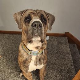 Duke - Cane Corso