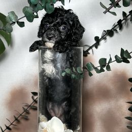 Diamond - Black female Poodle puppy in Griffin, Georgia from Rawls Lovely Little Tots