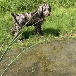 Assorted Doodle Crosses, Bernedoodle, Cockapoo, Double Doodle, Goldendoodle, and Golden Retriever Puppies from Hawk Mountain Doodles