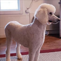 Paris - White female Poodle puppy in Cleburne, Texas from Lone Star Standard Poodles LLC