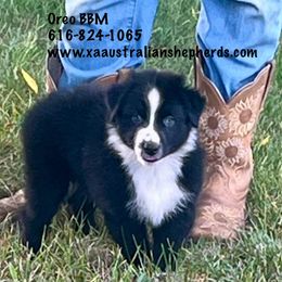Boy 2 - OREO - Black & white Australian Shepherd puppy in Gowen, Michigan from XA AUSTRALIAN SHEPHERDS