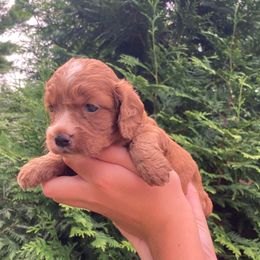 Katie - Red and white female Cockapoo puppy in Strasburg, Pennsylvania from Dana's Domain Cockapoos