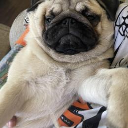 Bulldog and Pug Puppies from Love that bulldog lewter family
