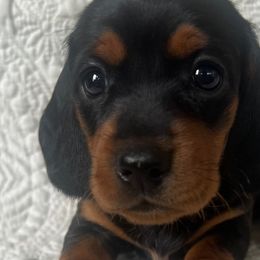 Dachshunds from Works Farm Dachshunds