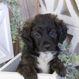 Aussiedoodle Puppies from Aussiedoodles On The Beach
