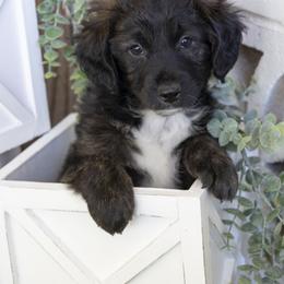 Aussiedoodle Puppies from Aussiedoodles On The Beach