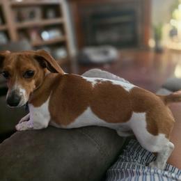 Dachshund puppies from Digging Dachshunds
