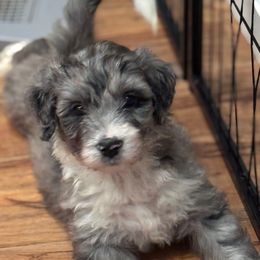 Uncle Fester - Blue merle male Aussiedoodle puppy in Moreno Valley, California from Rainbow SoCal Doodles