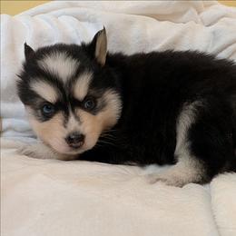 PxD b1 - Black and white male Pomsky puppy in Charlotte, Michigan from Moore Pomskies