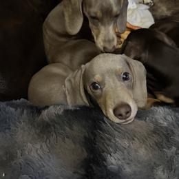 Kennedy - Fawn (Isabella) female Dachshund puppy in Salem, Oregon from Ide's of March Dachshunds