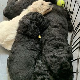 Goldendoodle Puppies from Luper Doodle LLC
