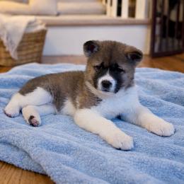 Flurry- Girl 4 - Red female Akita puppy in Coopersburg, Pennsylvania from Main Street Akitas
