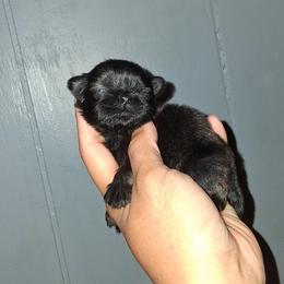 Boy 3 - Black male Shih Tzu puppy in Birmingham, Alabama from K&D kennels