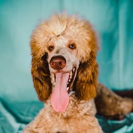 Potato - Poodle