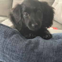 Bo Peep - Black female Dachshund puppy in Watertown, New York from Valley Springs Daschunds