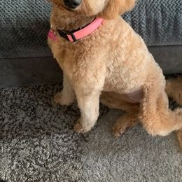 Goldendoodles from Teddy Bear Doodles