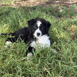 Barbie - Black and white female Border Collie puppy in Santa Rosa, California from Corona Ranch Collies