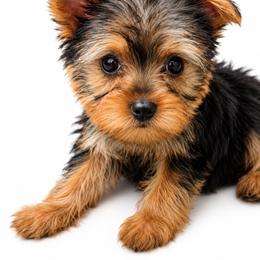 Chamile - Black and tan female Yorkshire Terrier puppy in North Huntington, Pennsylvania from Charz Dollz