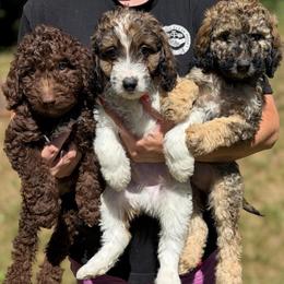 Sage - Sable male Aussiedoodle puppy in Clarkston, Washington from Doodle & Poodle Palace