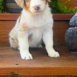 Bridle - Red merle female Australian Shepherd puppy in Boise, Idaho from Black Canyon Corral Aussies