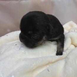 French Bulldog Puppies from Lovemyfrenchies