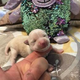 Chihuahua Puppies from Chilove Chihuahuas