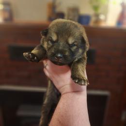 Winter - Sable female German Shepherd puppy in Hope, Idaho from Fyrestorm Shepherds