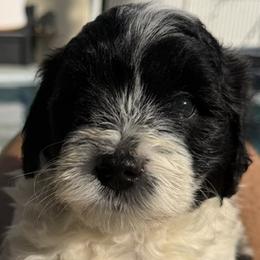 Lucy - Black and white female Sheepadoodle puppy in Daytona Beach, Florida from Lindy’s Doodles