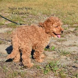 Marty - Red male Cockapoo puppy in Hopkins, South Carolina from Sugar and Spice Cockapoos