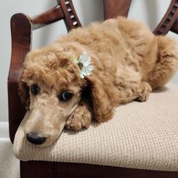 Baby - Red  female Poodle puppy in Spartanburg, South Carolina from Taya's Pups