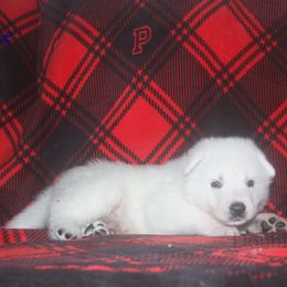 Kyanite -Navy Blue - White male German Shepherd puppy in Grimes County, Texas from Double H German Shepherds