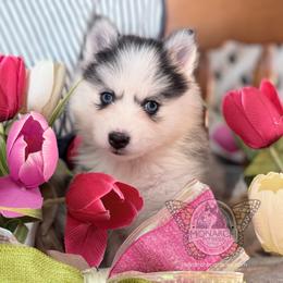 Jasmine - Silver and white female Pomsky puppy in Greeley, Colorado from Monarch Pomskies | Northern Colorado