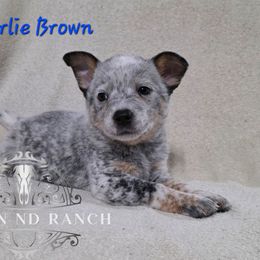 Charlie Brown - Blue male Australian Cattle Dog puppy in Silsbee, Texas from Rockin ND Ranch