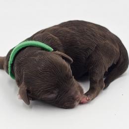 Green Male - Brown and white male Cockapoo puppy in Mocksville, North Carolina from Hunting Creek Farms